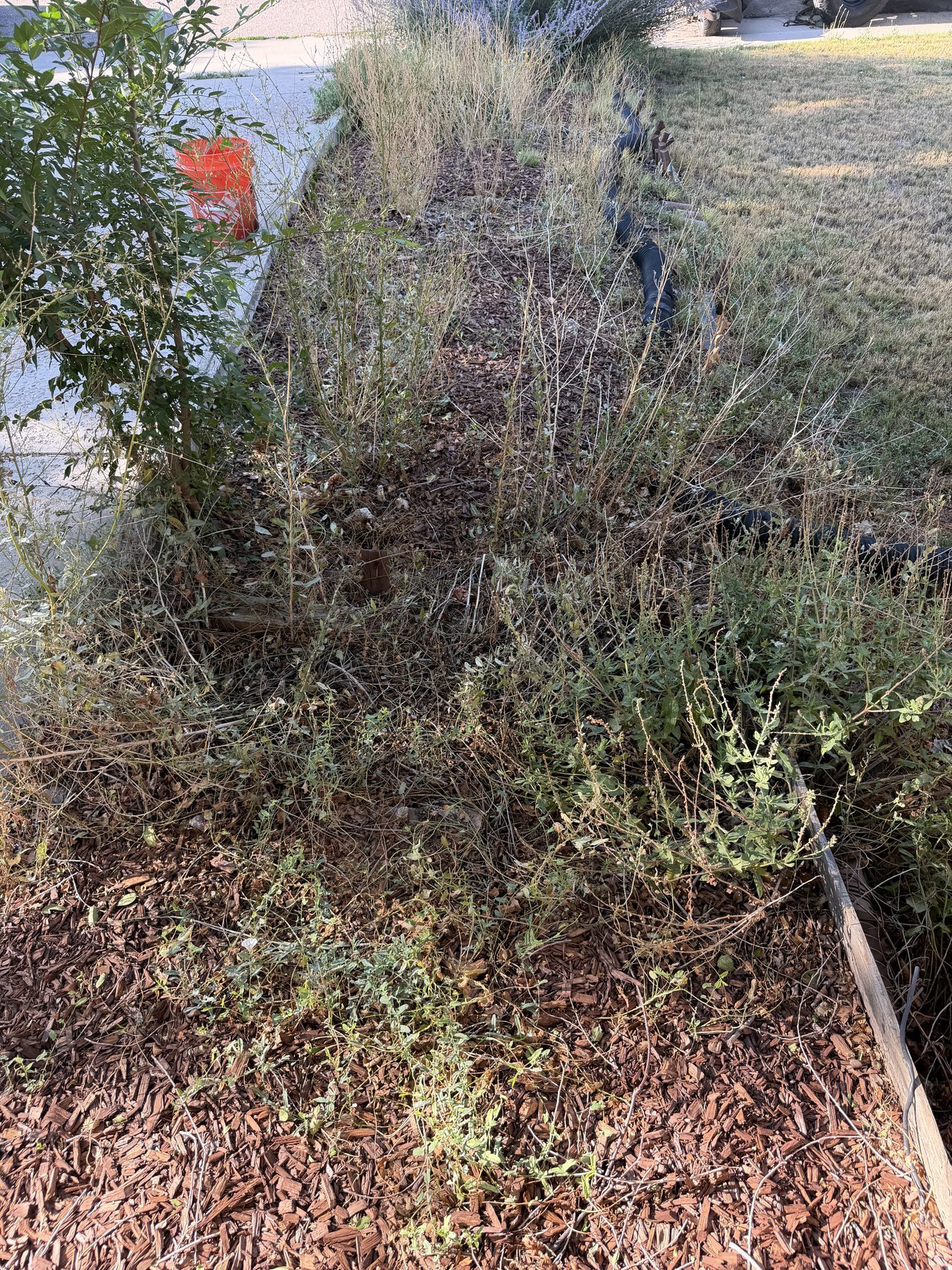 Before: overgrown landscape bed
